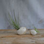 Bird Air Plant Holder In Off White, thumbnail 5 of 12