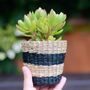 Mini Black Seagrass Planter With Choices Of Plants, thumbnail 1 of 5