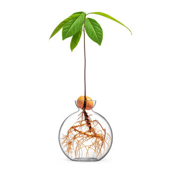 Vasecado Grow An Avocado Plant, Glass Vase, 3 of 7