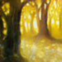 Natures Cathedral, thumbnail 7 of 9