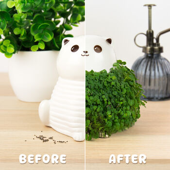 Grow Your Own Cat Chia Planter, 5 of 5