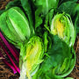 Grow Your Own Salad And Heritage Vegetables Pack, thumbnail 5 of 11