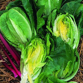 Grow Your Own Salad And Heritage Vegetables Pack, 5 of 11