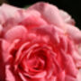 Hybrid Tea Rose 'Amazing Grace' Plant In 5 L Pot, thumbnail 4 of 4