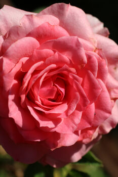 Hybrid Tea Rose 'Amazing Grace' Plant In 5 L Pot, 4 of 4
