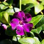Vinca Minor 'Atropurpurea' One X Plant In 1 Litre Pot, thumbnail 3 of 6