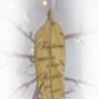 Wooden Feather Remembrance Decoration, thumbnail 1 of 2