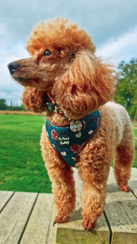 Forest Fir Cone Dog Harness With Optional Set, 7 of 10