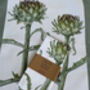 Artichoke Painting Cotton Tea Towel, thumbnail 3 of 4