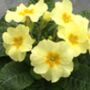 Yellow Primrose February Birth Flower Necklace, thumbnail 4 of 5