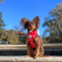 Hearts Of Red Adjustable Dog Harness, thumbnail 4 of 8
