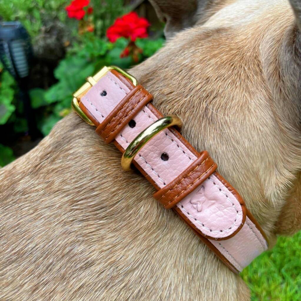 Handmade Italian Leather Padded Pastel Pink Dog Collar, 1 of 12