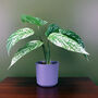 35cm Artificial Spotted Leopard Plant In Planter, thumbnail 1 of 3