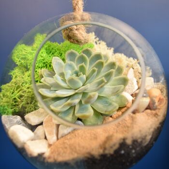 Glass Globe Terrarium Kit With Succulent Or Cactus Gift, 10 of 10