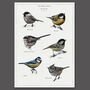 British Tits/Garden Birds Artwork Print, thumbnail 5 of 9