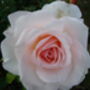 Rose Pearl, 30th Pearl Anniversary Gift, thumbnail 1 of 2