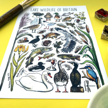Lake Wildlife Of Britain Watercolour Postcard, 9 of 9