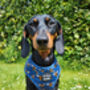 Blue Buzzy Bumble Bee Dog Harness, thumbnail 5 of 8