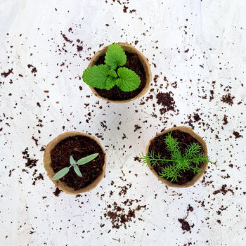 Grow Your Own Herbal Tea Seed Kit, 6 of 9