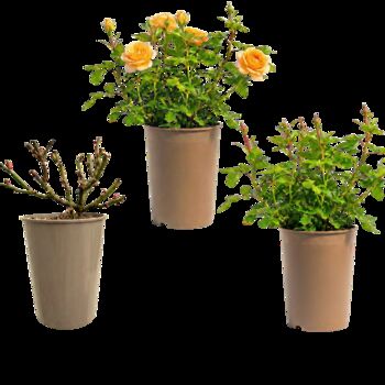 Yellow Patio Bush Rose – Hardy Summer Flowering Shrub, 5 of 6