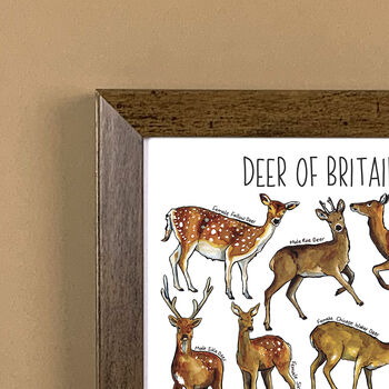 Deer Of Britain Wildlife Watercolour Print, 2 of 6