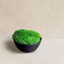 Preserved Moss In Ceramic Sugar Bowl For Table Centrepiece, thumbnail 3 of 6