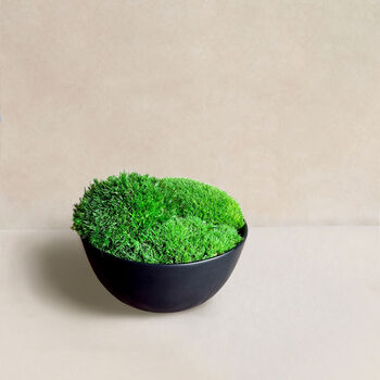 Preserved Moss In Ceramic Sugar Bowl For Table Centrepiece, 3 of 6