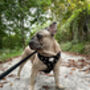 Heart Of Black Adjustable Dog Harness, thumbnail 4 of 10