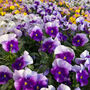 Flowers Viola 'Beaconsfield' 20 X Plant Pack, thumbnail 3 of 6