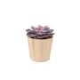 Echeveria Purple Pearl Succulent In 12cm Pot, thumbnail 3 of 7