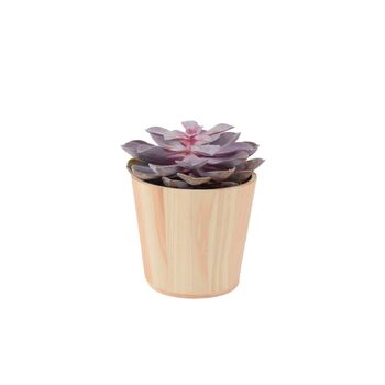 Echeveria Purple Pearl Succulent In 12cm Pot, 3 of 7
