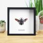 Tropical Carpenter Bee Insect Bug Moth Butterfly Box Frame Entomology Taxidermy Interior Design Modern Home Decor Wall Hanging Display Gift Ornament, thumbnail 1 of 3