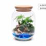 Beach Themed Terrarium Kit | 'Dominica', thumbnail 2 of 12