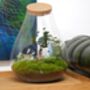 Xl Ready Made Terrarium With Bonsai H: 43 Cm | 'London', thumbnail 1 of 5