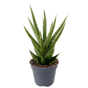 Spiky Snake Plant Rare Low Light House Plant, 3 of 3