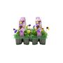 Viola Mixed 2x 6 Packs 12 Plants, thumbnail 1 of 3