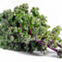 Kale 'Red Russian' Nine X Plug Plant Pack, thumbnail 1 of 5