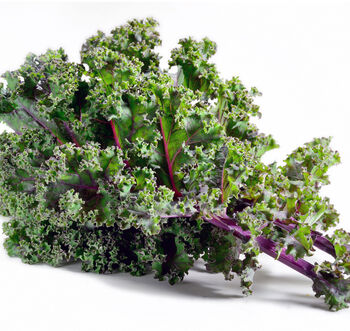 Kale 'Red Russian' Nine X Plug Plant Pack, 5 of 5