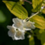 Mock Orange Plants 'Philadelphus 'Coronarius', thumbnail 3 of 6