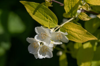 Mock Orange Plants 'Philadelphus 'Coronarius', 3 of 6