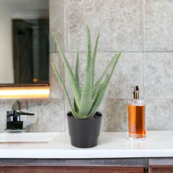 Aloe Vera Plant In 12cm Pot – Air Purifying Houseplant, 7 of 9