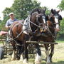 Shire Horse Experience Day For One, thumbnail 3 of 10