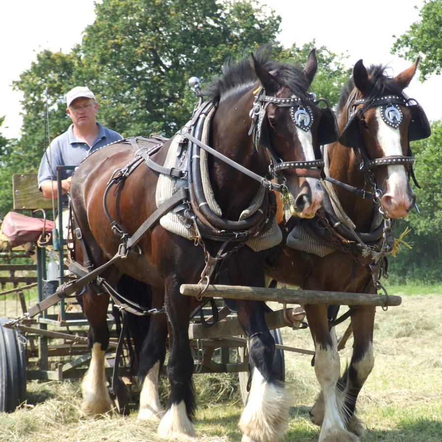 Shire Horse Experience Day For One By Ben May | notonthehighstreet.com