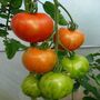Grow Your Own Tomato Seed Selection Pack, thumbnail 4 of 7