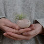 Bird Air Plant Holder In Pale Pink, thumbnail 7 of 12