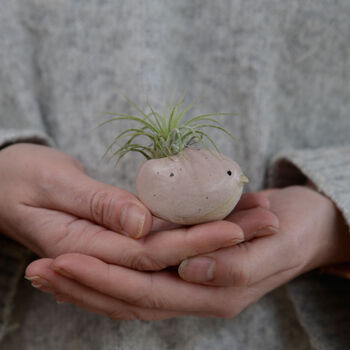 Bird Air Plant Holder In Pale Pink, 7 of 12