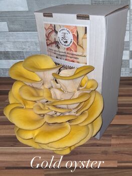 Ready To Grow Oyster Mushroom Growing Kit, 5 of 9