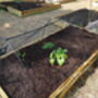 Black Hoop Tunnel With Soft Butterfly Netting, thumbnail 2 of 2