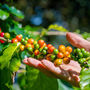 Eco Grow Your Own Coffee Plant Kit, thumbnail 3 of 3