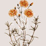Birth Flower Wall Print 'Daisy' For April, thumbnail 9 of 9